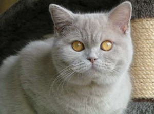 Окрас фавн британских кошек: британская кошка фавн: британская кошка фавн, британский кот фавн, британцы фавн    